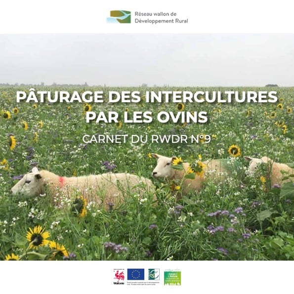 Pâturage des intercultures par les ovins : publication d’un guide pratique