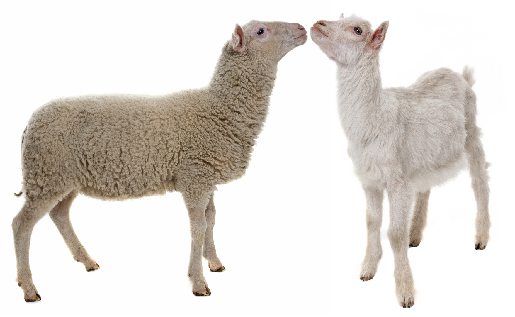 Enquête sur la gestion des animaux reproducteurs mâles dans les exploitations ovines et caprines