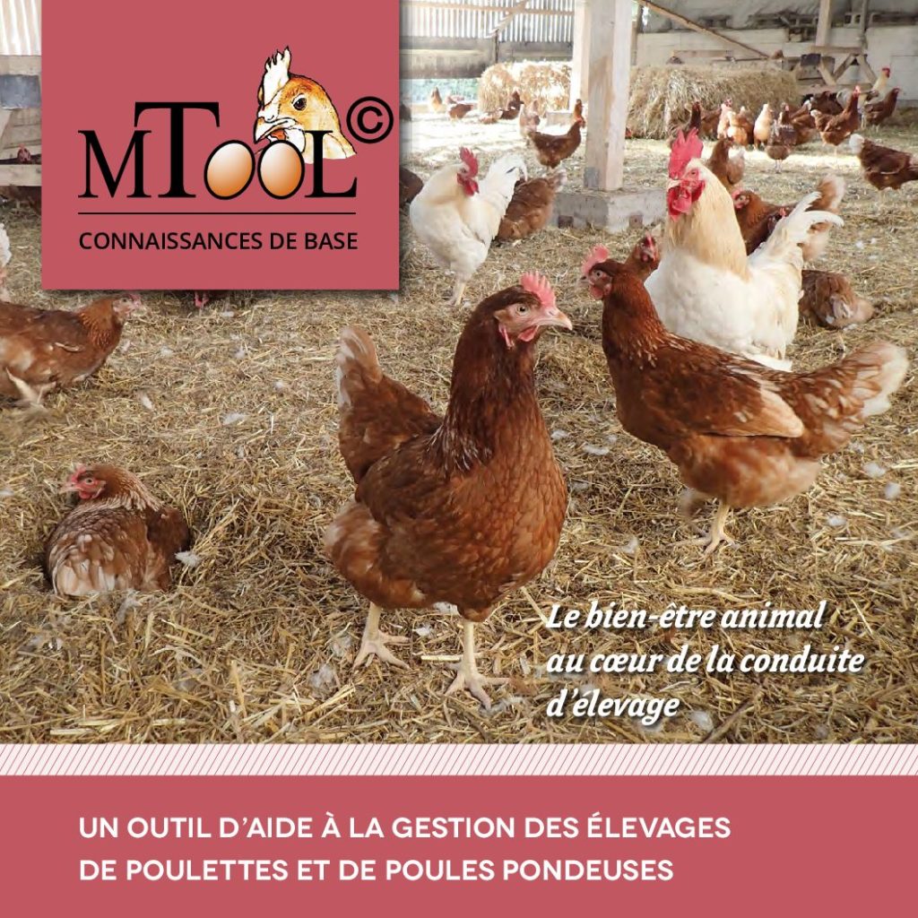Parution en français du manuel d’élevage de poules pondeuses “MTool”