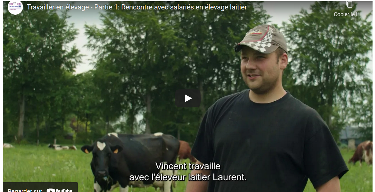 [Vidéos] Projet CowForme : mieux faire connaitre le travail en élevage bovins