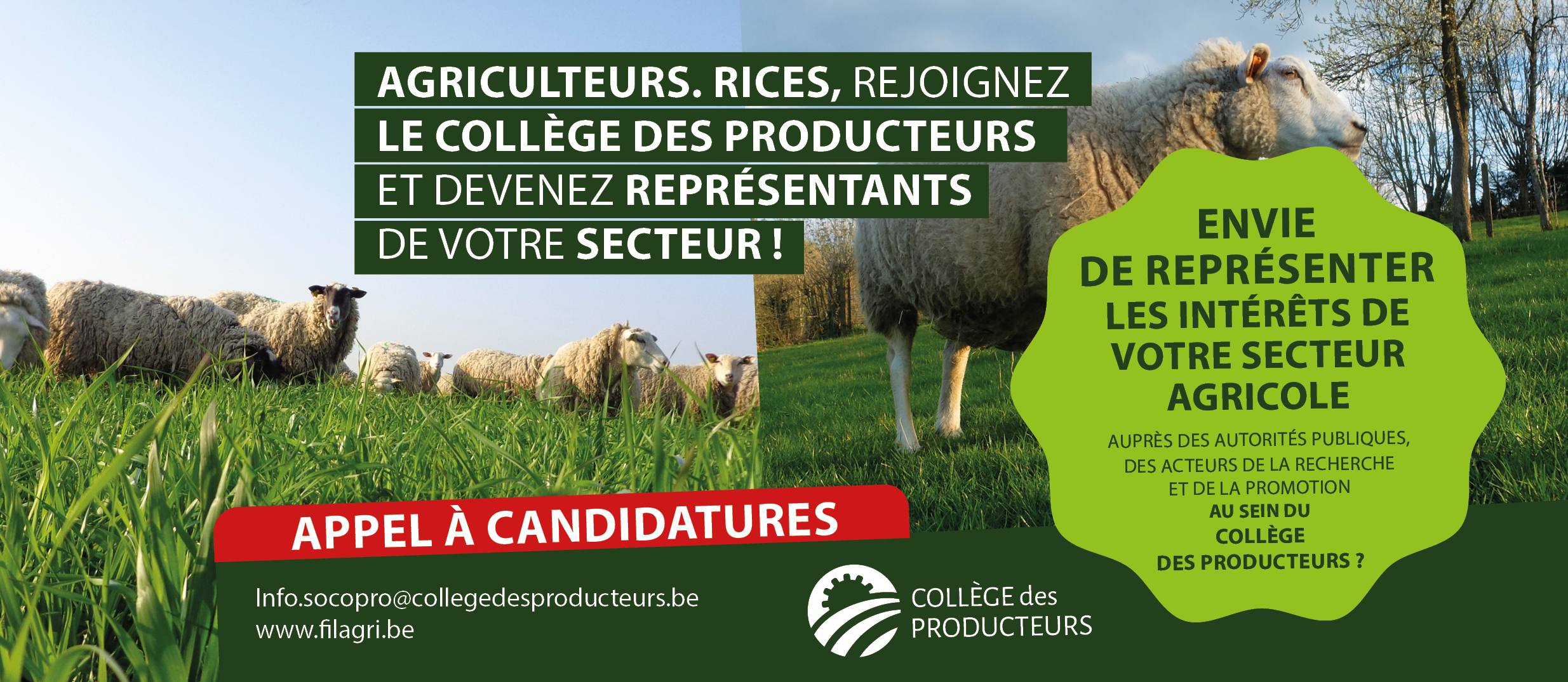 [Elections au Collège des Producteurs] Appel aux producteurs ovin et caprin : représentez votre secteur au sein du Collège des Producteurs !