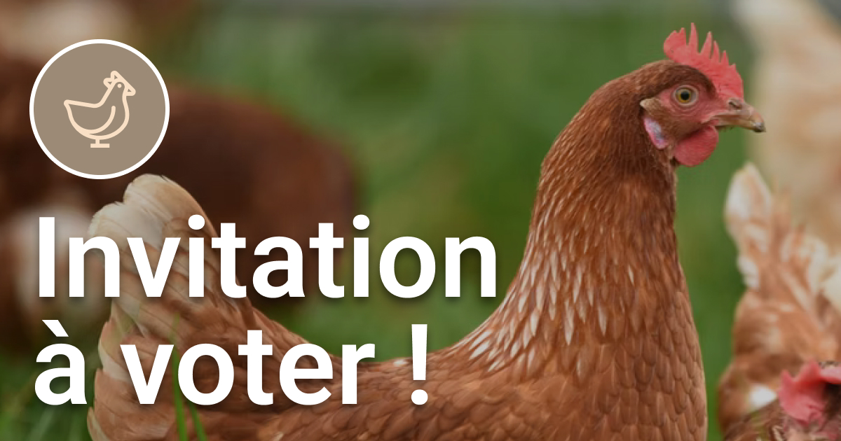 [Invitation à voter] Le secteur avicole a besoin de vous pour élire les producteurs-représentants !