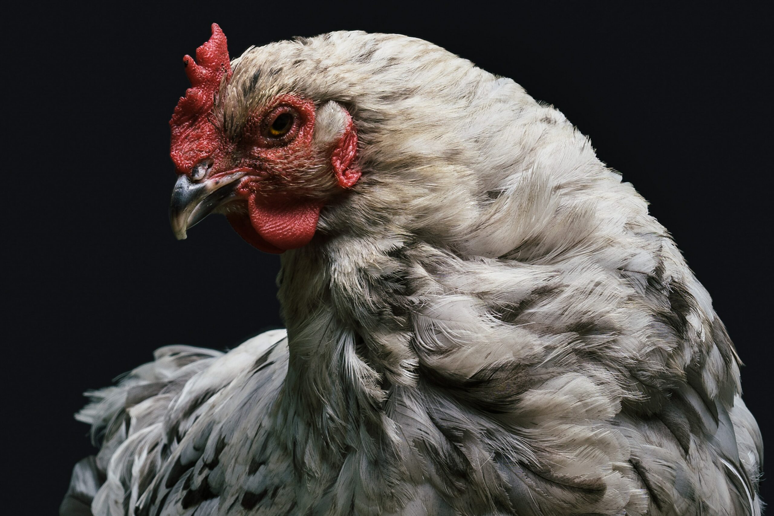 [Grippe aviaire] Nouveau foyer hautement pathogène à Meulebeke
