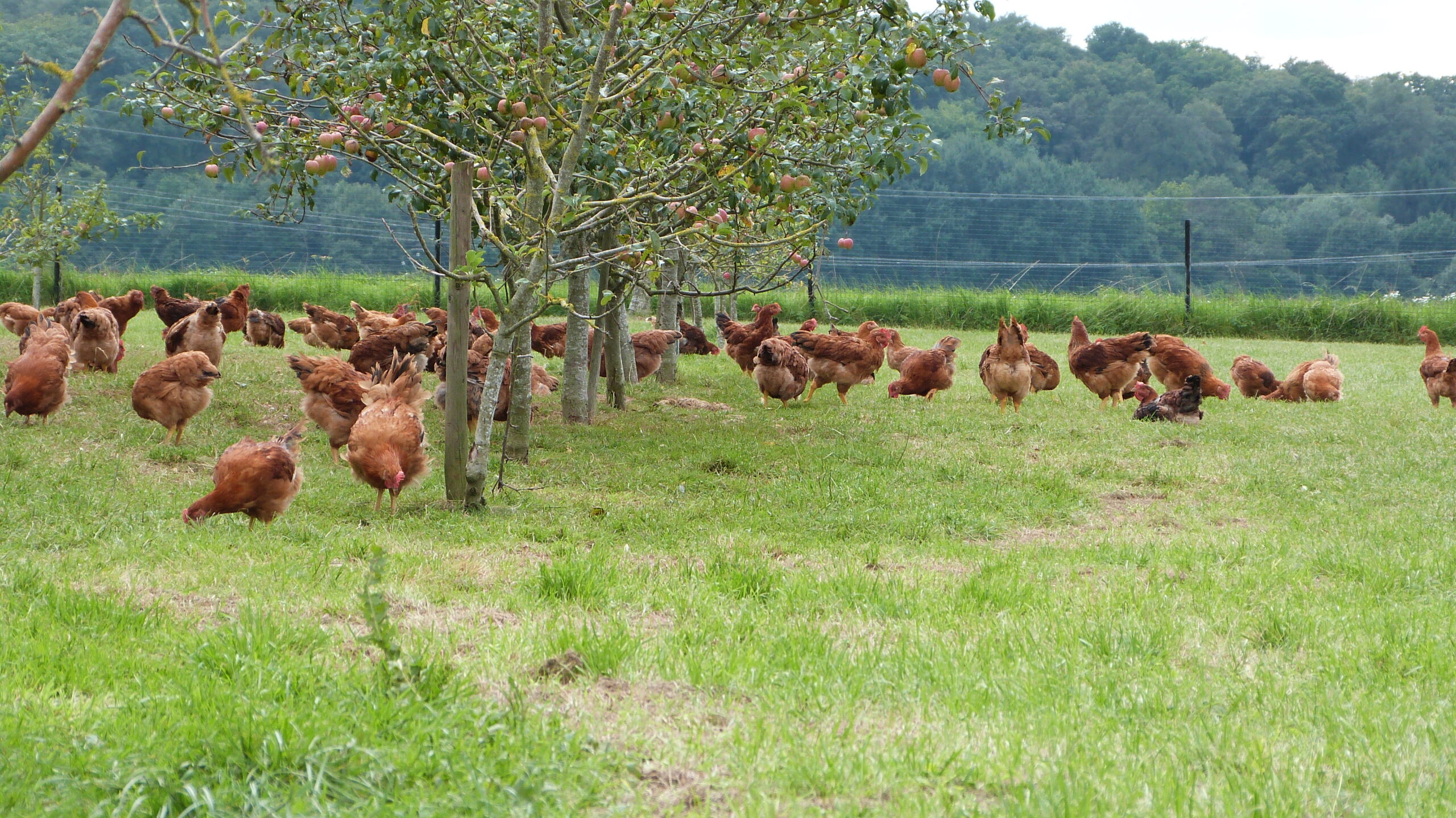 Normes de commercialisation : Maintien des règles pour la production plein air et le foie gras dans l’Union européenne