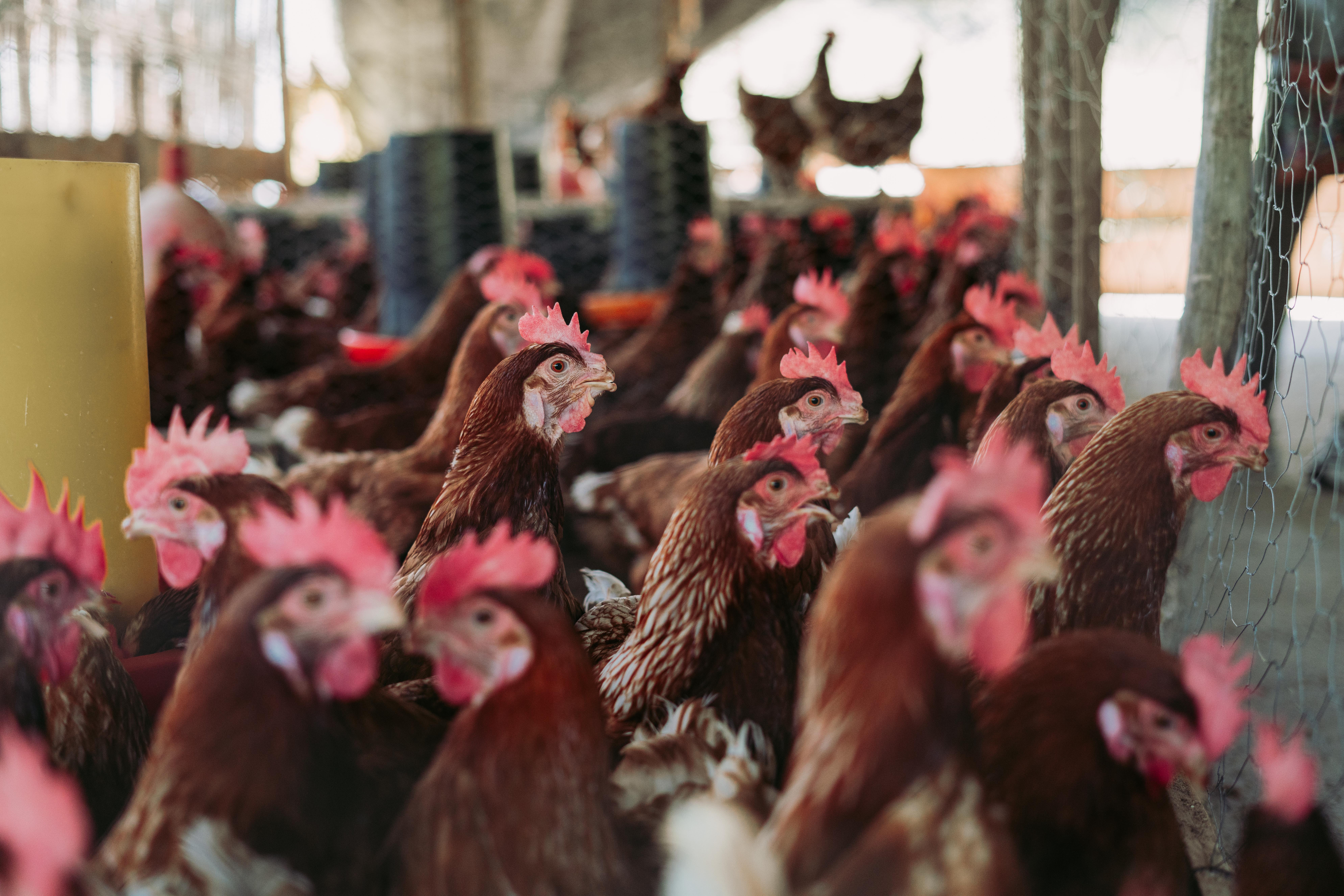 Grippe aviaire: la pastille «Pour me protéger, je ponds à l’abri» est à nouveau mise en application