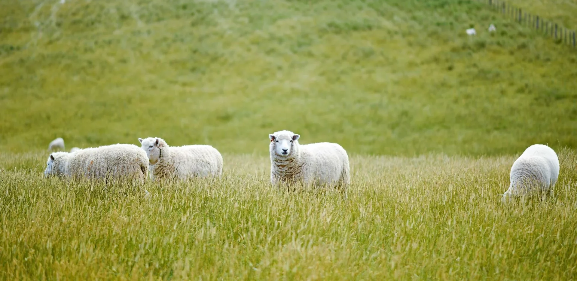 La PAC 2023 – 2027 : quels impacts pour les exploitations ovins wallonnes ?