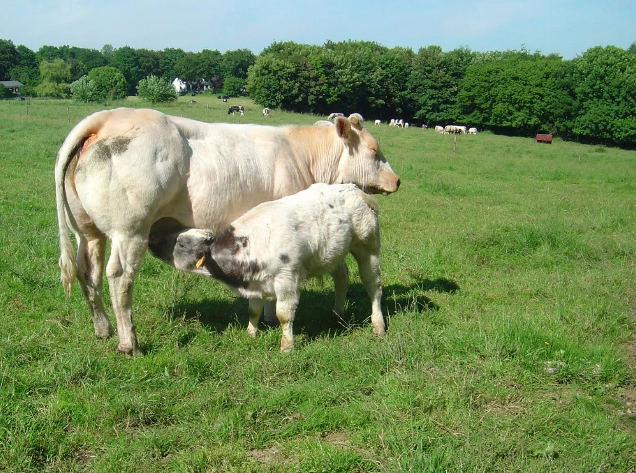 Les Livrets de l’Agriculture #24 – L’Alimentation de la vache viandeuse