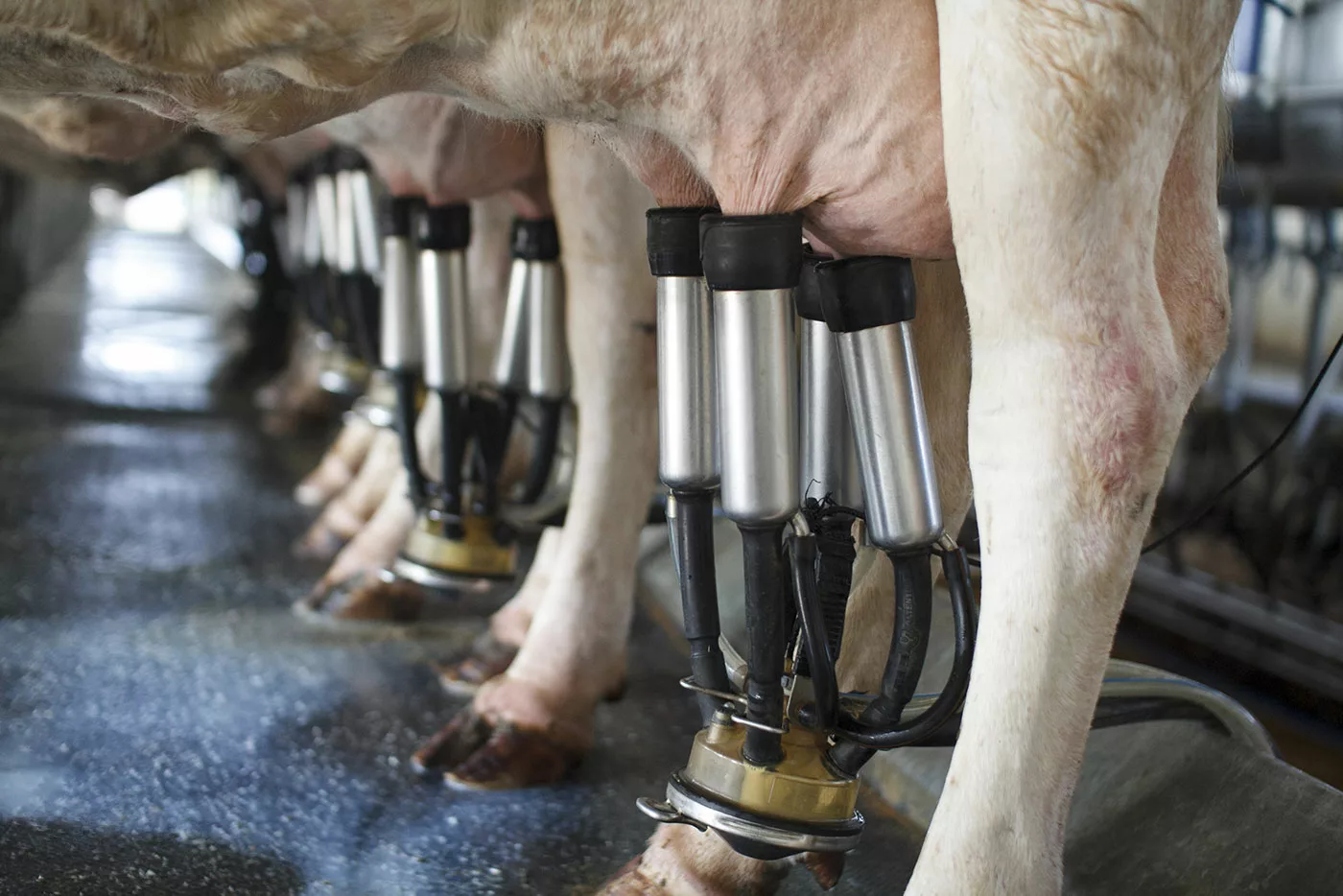 Les principaux acteurs des échanges laitiers mondiaux