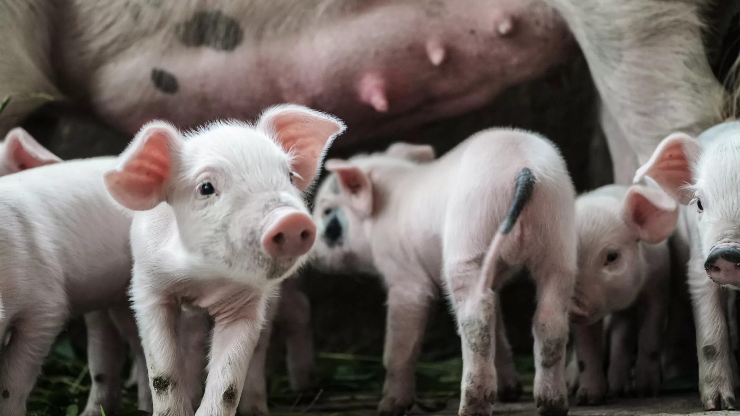 Des services d’insémination porcine qui se poursuivent malgré la fermeture du Centre d’Insémination Artificielle Porcine (CIAP)