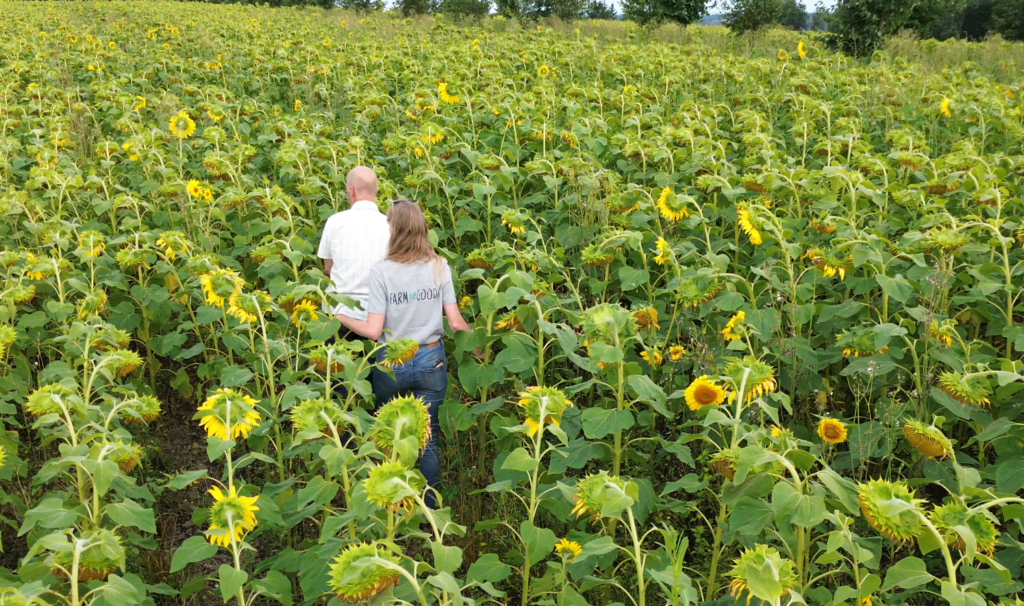 [Nouvelle filière] La culture de tournesol