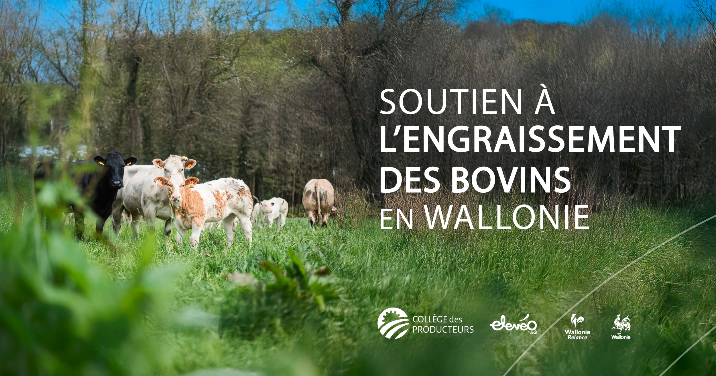 Soutien à l’engraissement des bovins en Wallonie : lancement d’un projet pilote et d’une enquête auprès des éleveurs