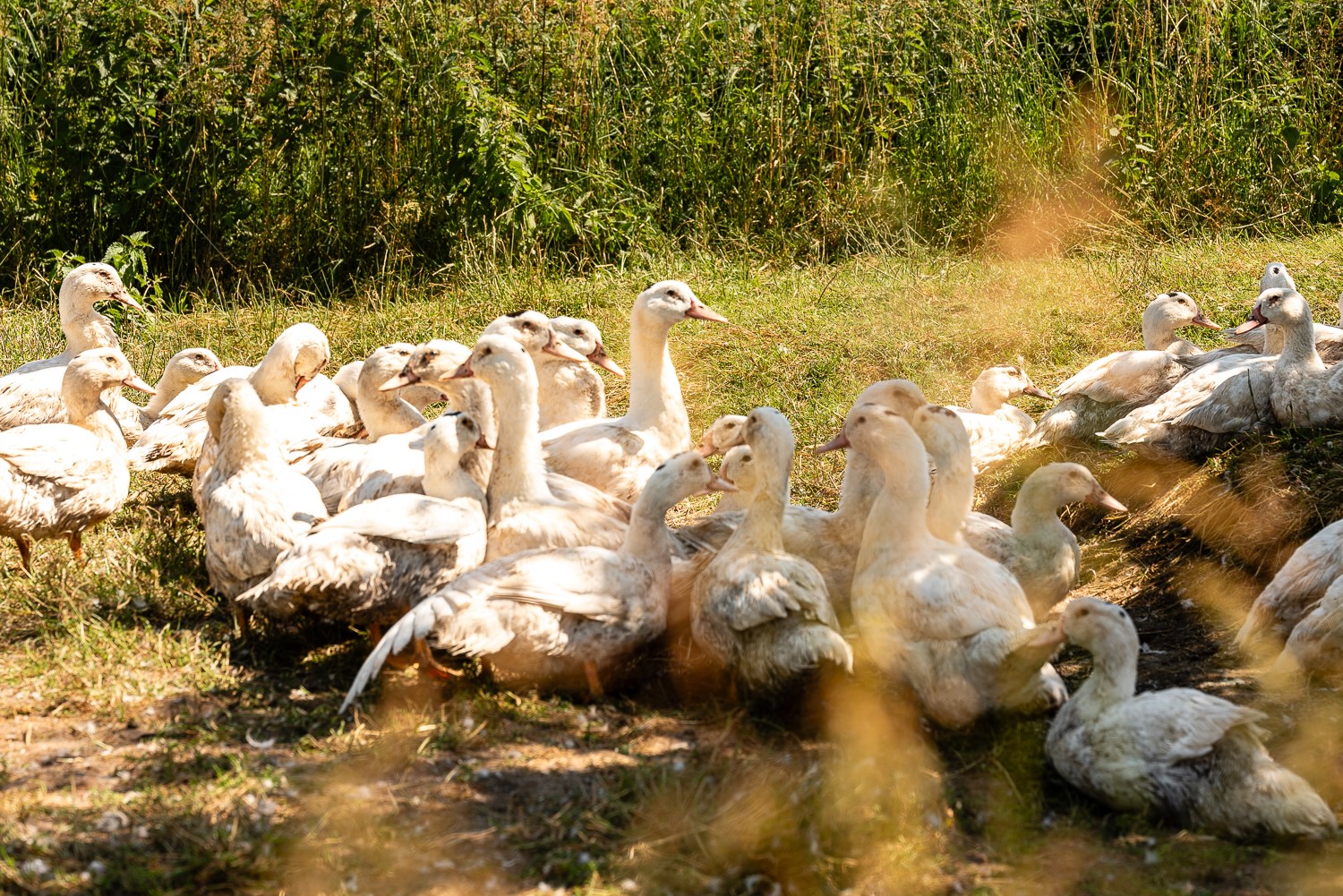 Une campagne d’information et de pédagogie sur le Foie Gras