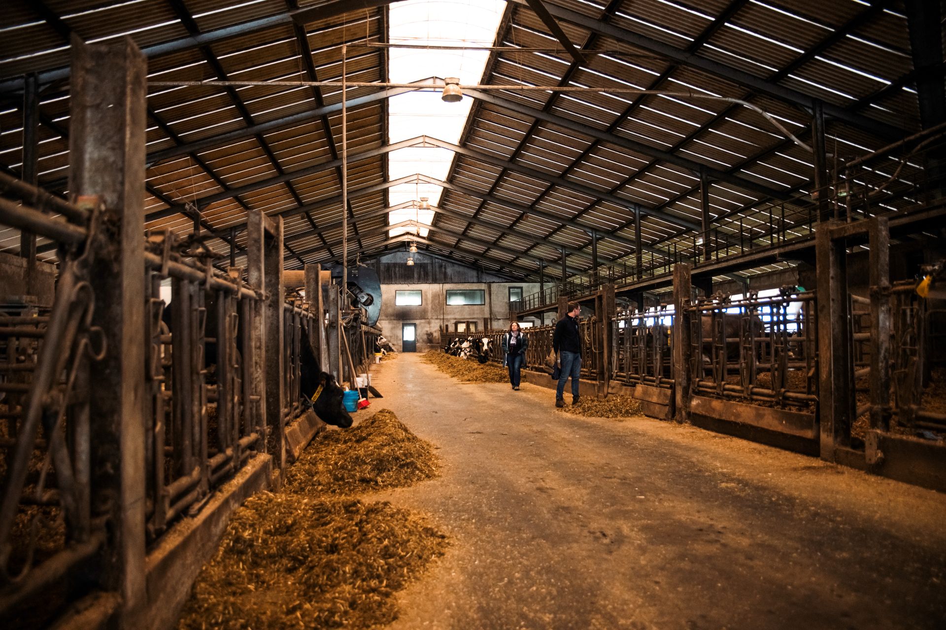 Le renouvellement des actifs et de l’évolution de l’organisation du travail dans les fermes laitières