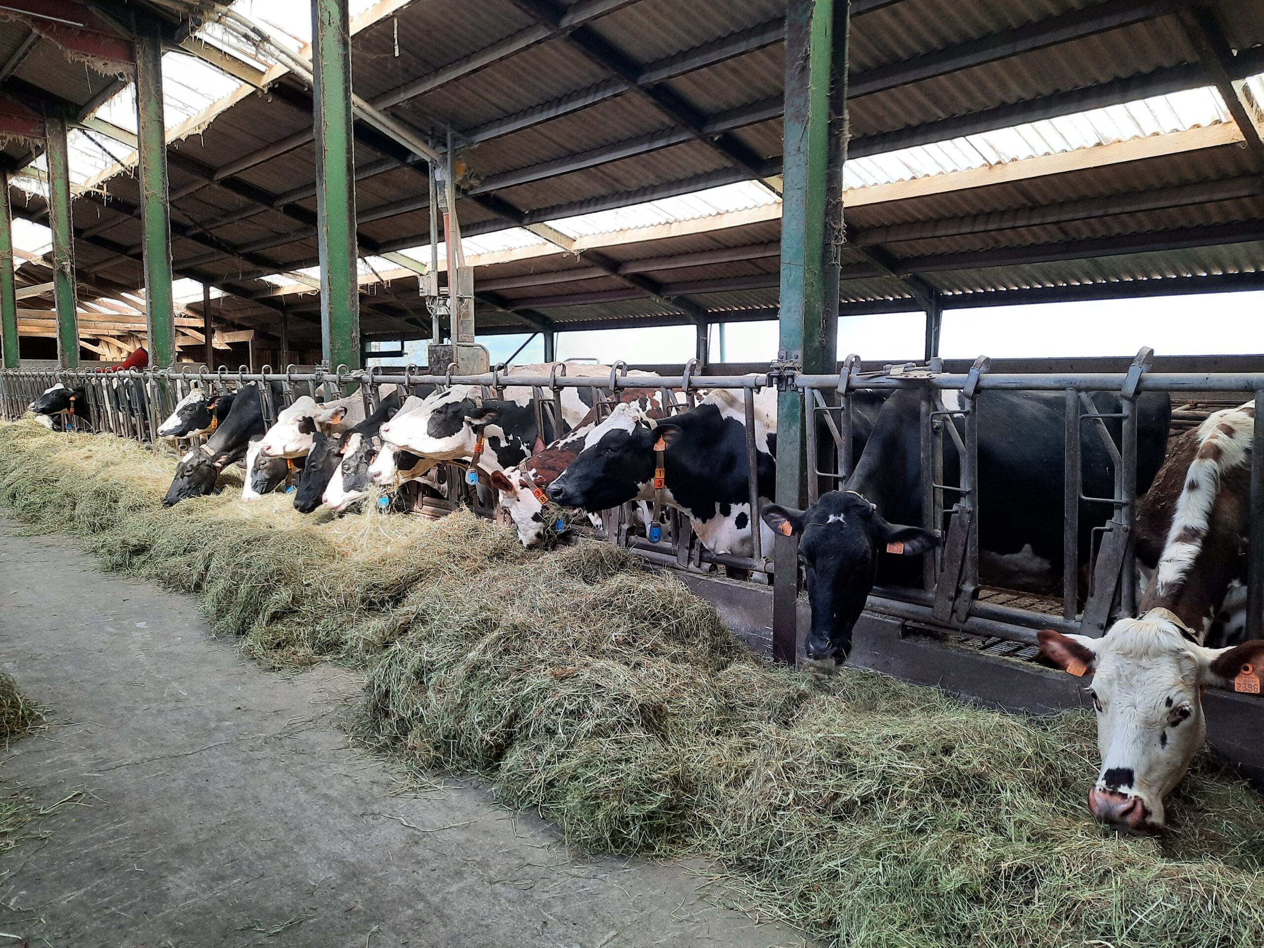 Lait de foin : vers une marque collective