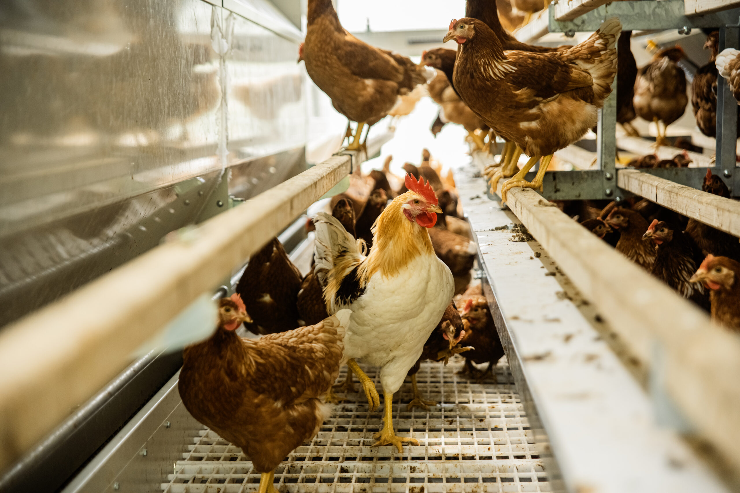 Grippe aviaire : des kit de communication pour aider les producteurs à prévenir la grippe dans leurs exploitations
