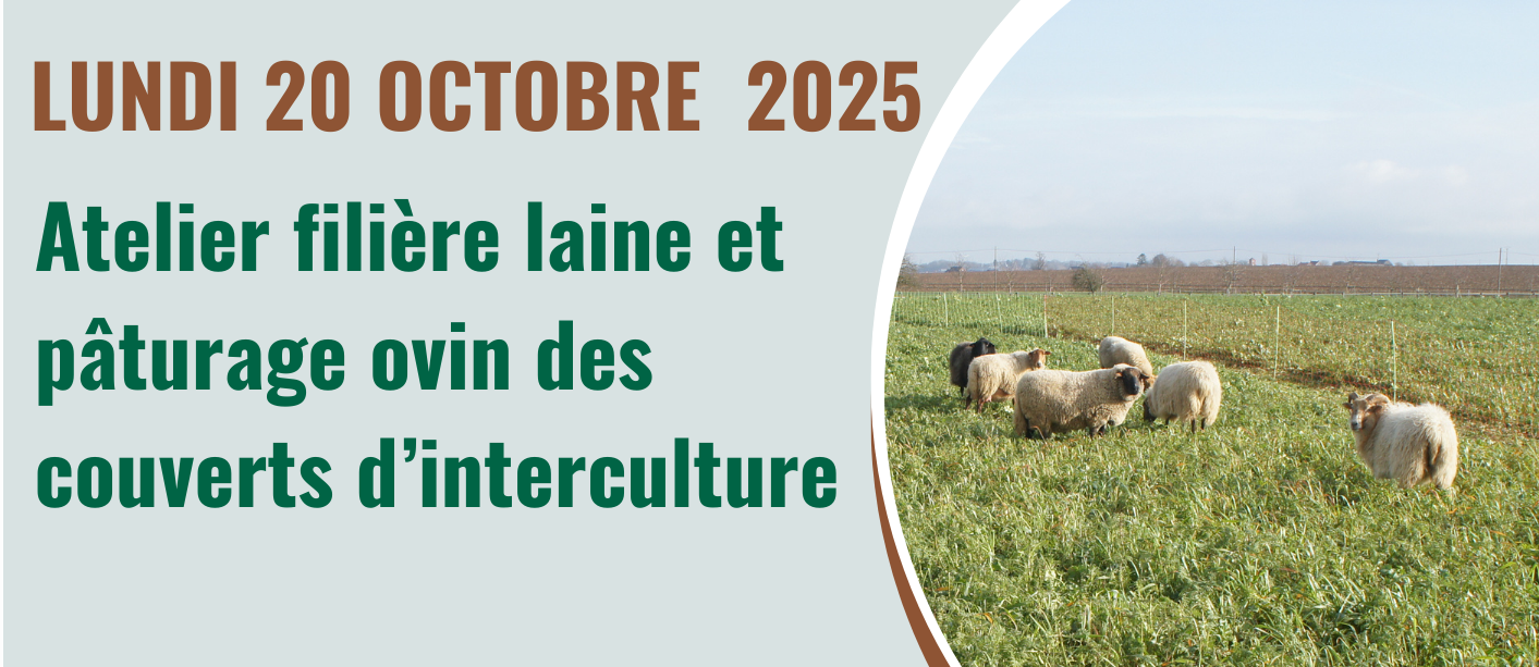 Atelier filière laine et pâturage ovin des couverts d’interculture 20 octobre à Braives