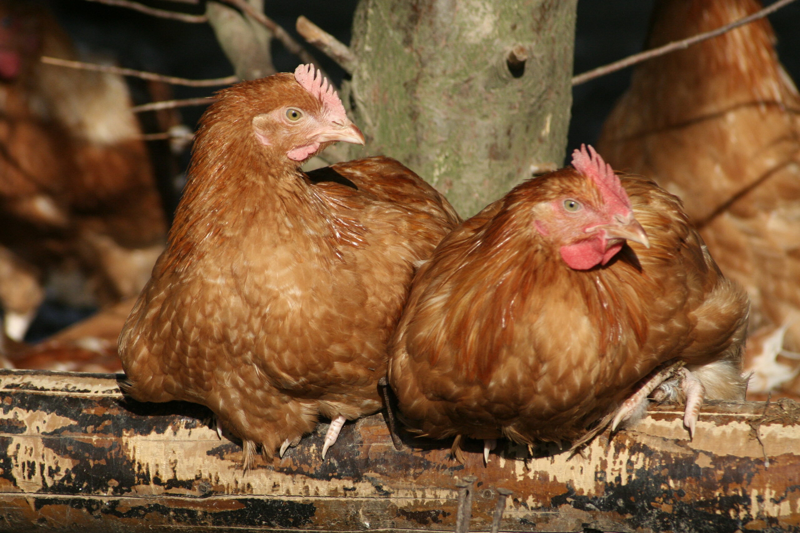 Filière avicole : actions en cours