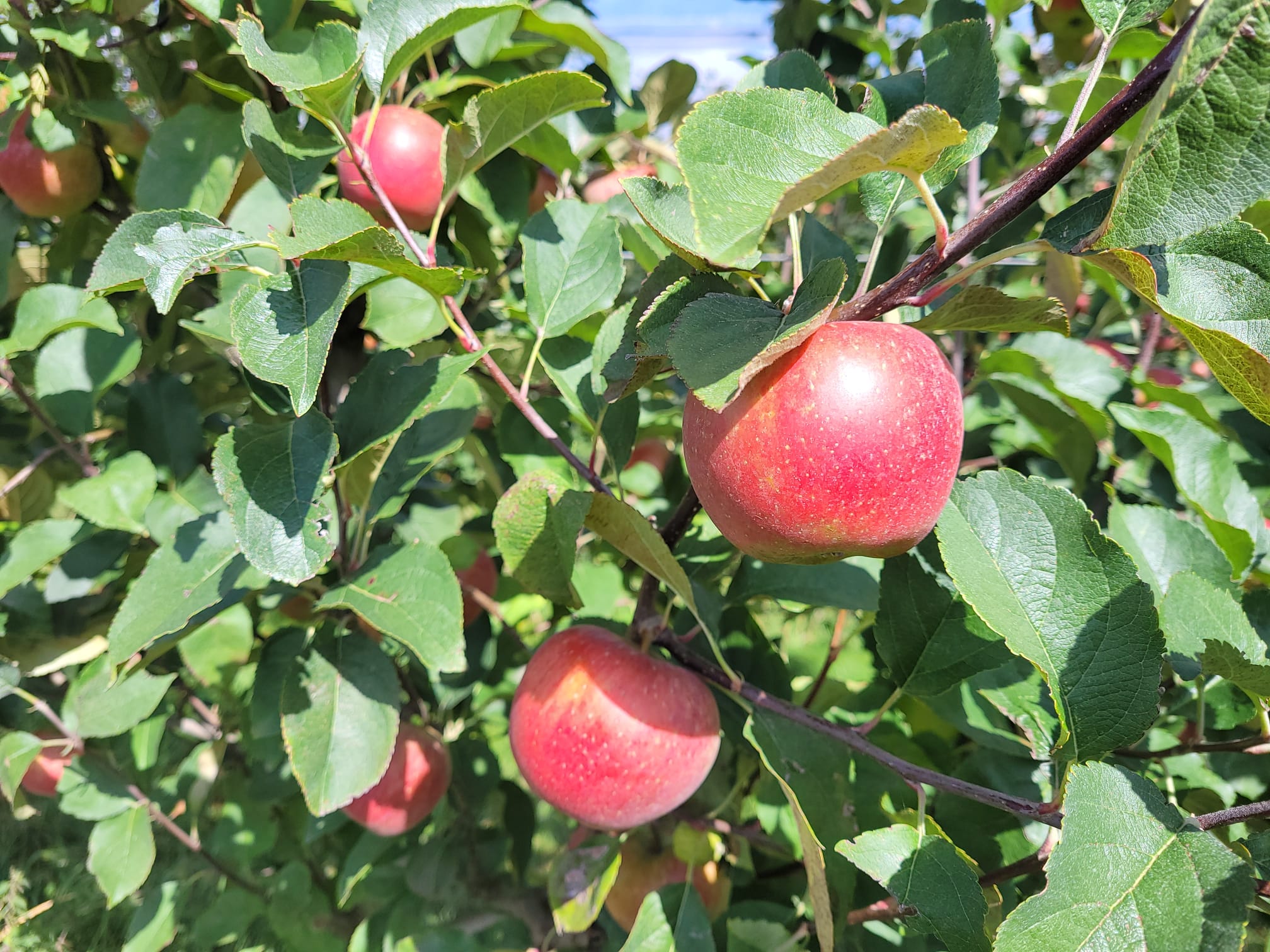 Une fin de récolte complexe pour les fruits et légumes wallons