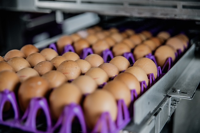 Grippe aviaire, prix des œufs et du poulet, foie gras : l’essentiel de l’actualité avicole en novembre 2025