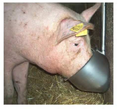 [Article] L’eau, pilier invisible mais essentiel de la performance porcine