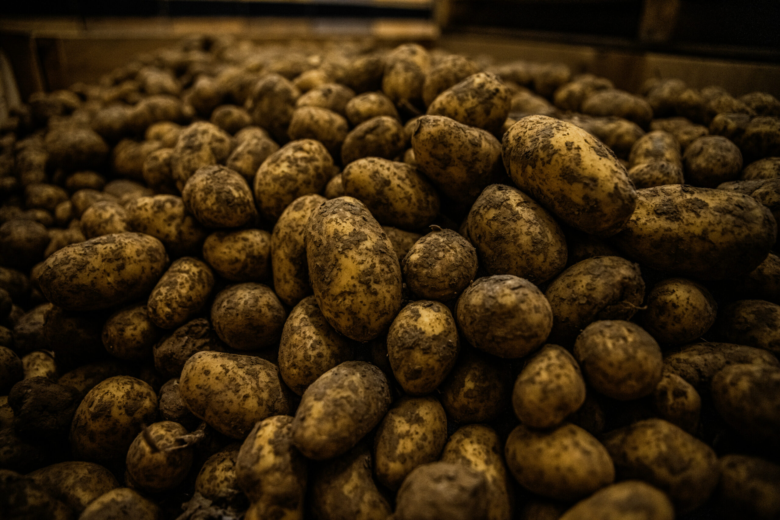 Appel aux producteurs : Dons de surplus de pommes de terre aux collectivités via la Bourse aux Dons